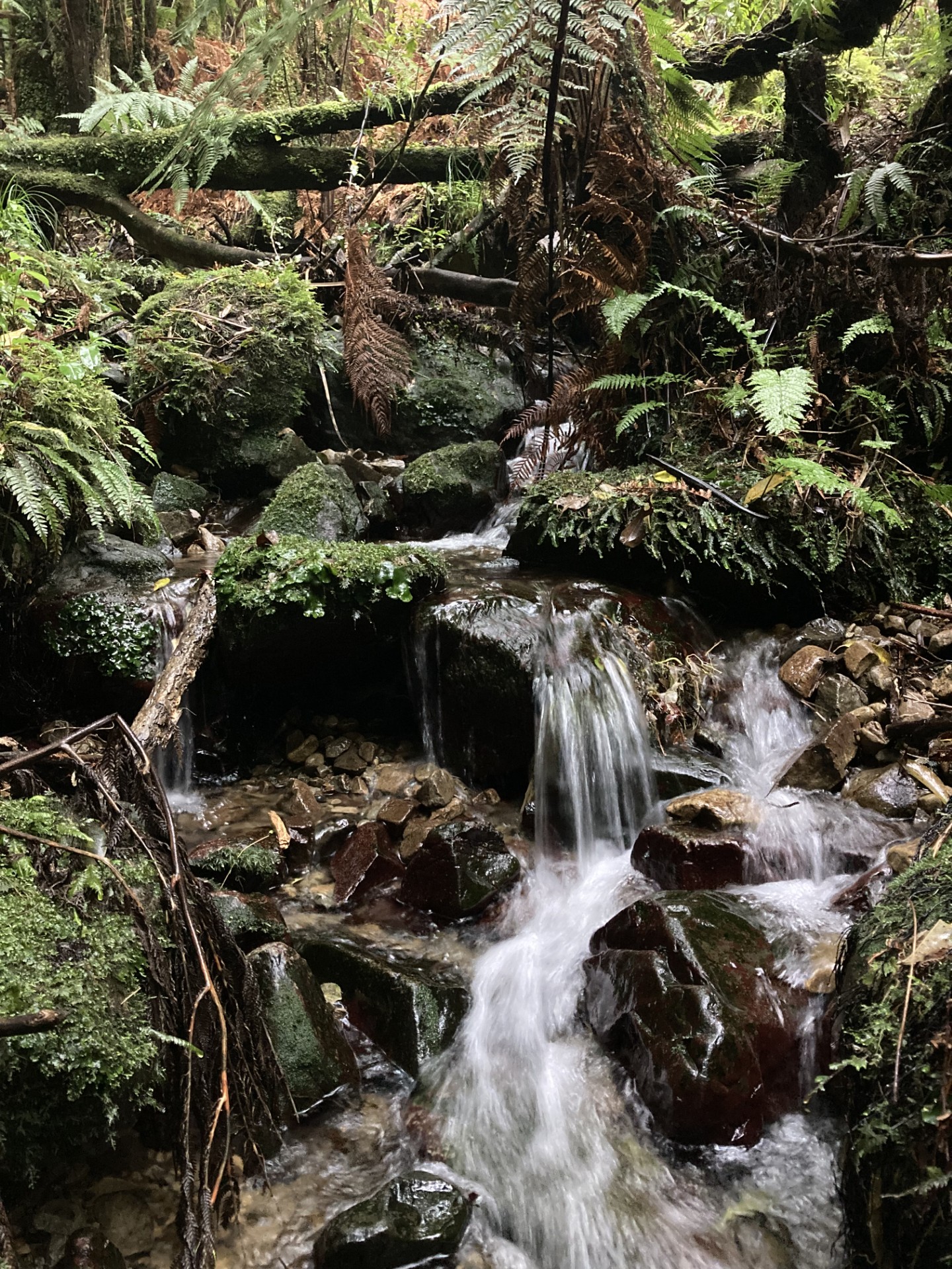 The stream running through native bush and ferns near the Pod